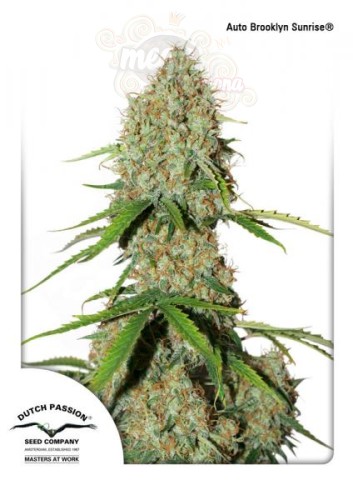 DUTCH PASSION - Auto Brooklyn Sunrise®