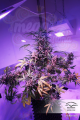 DUTCH PASSION - Auto Night Queen®
