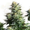 ROYAL QUEEN SEEDS - Amnesia Haze®