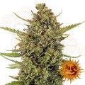 BARNEY’S FARM - Acapulco Gold