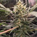 FASTBUDS - Green Crack Auto