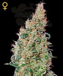 GREEN HOUSE SEEDS - Green O Matic