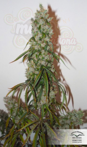 DUTCH PASSION - Auto Euforia®