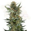 Dwarf Auto
