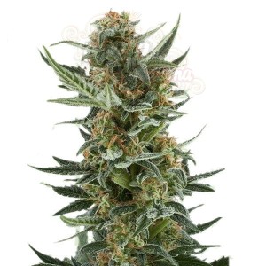 Dwarf Auto