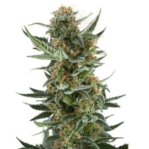 Dwarf Auto