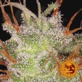 BARNEY’S FARM - Amnesia Lemon