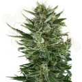 ROYAL QUEEN SEEDS - Quick One Automatic