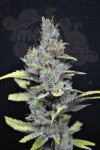 CBD Crew -  CBD Mango Haze