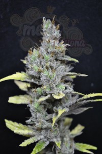 CBD Crew -  CBD Mango Haze