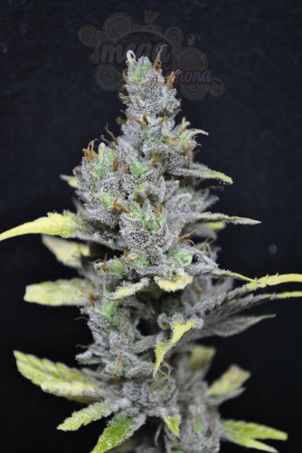 CBD Crew -  CBD Mango Haze