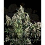 PYRAMID SEEDS - Auto Tutankhamon II