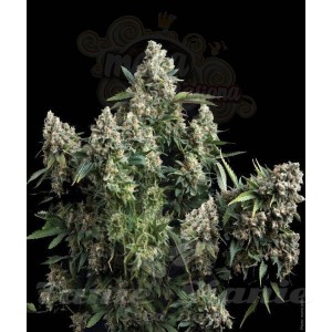 PYRAMID SEEDS - Auto Tutankhamon II