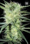 BULK SEED BANK - K2