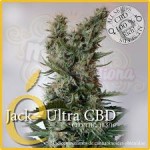 ELITE SEEDS - Jack Ultra CBD