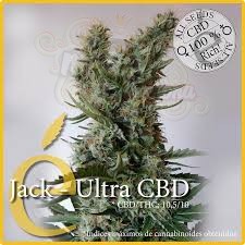 ELITE SEEDS - Jack Ultra CBD