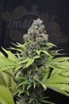 CBD Crew - CBD Shark