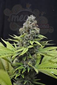 CBD Crew - CBD Shark