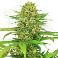 BubbleGum