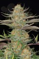 DINAFEM - Sweet Deep Grapefruit