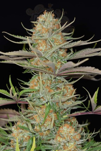 DINAFEM - Sweet Deep Grapefruit