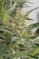 DINAFEM - Amnesia XXL Auto
