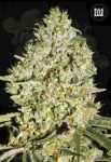 BULK SEED BANK - Critical