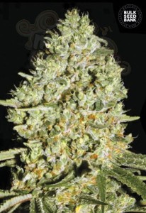 BULK SEED BANK - Critical