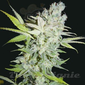 BIOHAZARD SEEDS - Criminal Jack