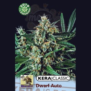 KERA SEEDS - Kera Dwarf