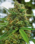 POSITRONICS - Grapefruit