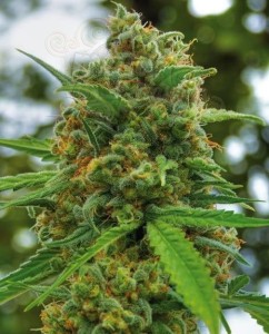 POSITRONICS - Grapefruit