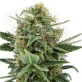 ROYAL QUEEN SEEDS - Royal Dwarf Automatic
