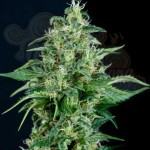 PYRAMID SEEDS - Auto Kryptonite