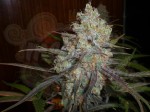 Chocolope Auto