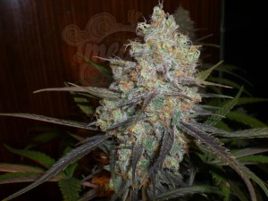 Chocolope Auto