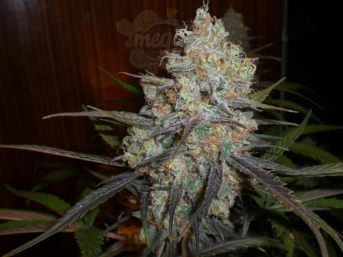 Chocolope Auto