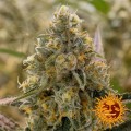 BARNEY’S FARM - Liberty Haze