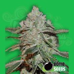 BOMB SEEDS - Atomic