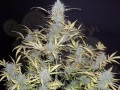 BubbleGum Auto