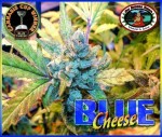 BIG BUDDHA SEEDS - Blue Cheese
