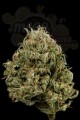 DINAFEM - Cheese XXL Auto