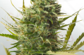 DINAFEM - Cheese XXL Auto
