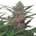 ROYAL QUEEN SEEDS - Royal AK Automatic®