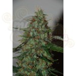 WORLD OF SEEDS - Wild Thailand Ryder Auto