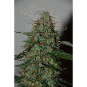 WORLD OF SEEDS - Wild Thailand Ryder Auto