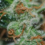 BIOHAZARD SEEDS - Auto Somachigun