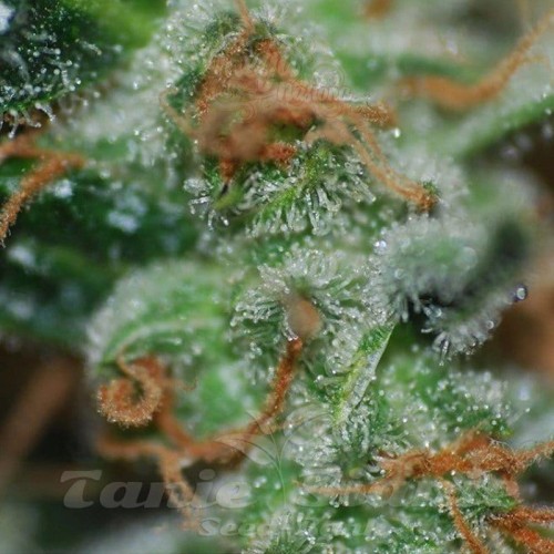 BIOHAZARD SEEDS - Auto Somachigun