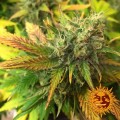 BARNEY’S FARM - Liberty Haze