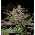 RESERVA PRIVADA - Purple Wreck